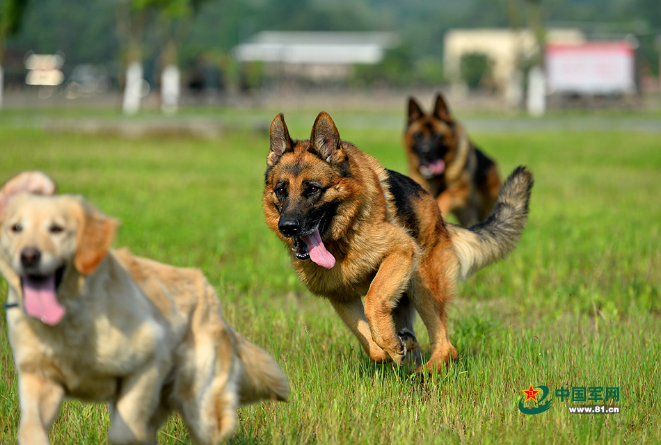 6月9日,警犬们在进行奔跑训练.