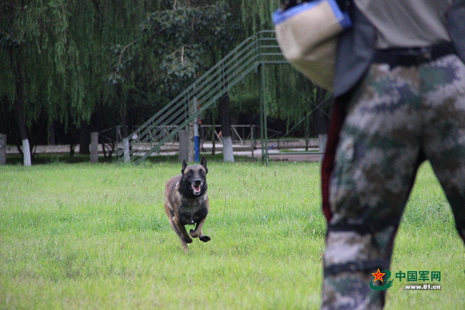 由陆军军犬繁育训练基地为主组建的中国参赛队,以几乎完美的表现包揽