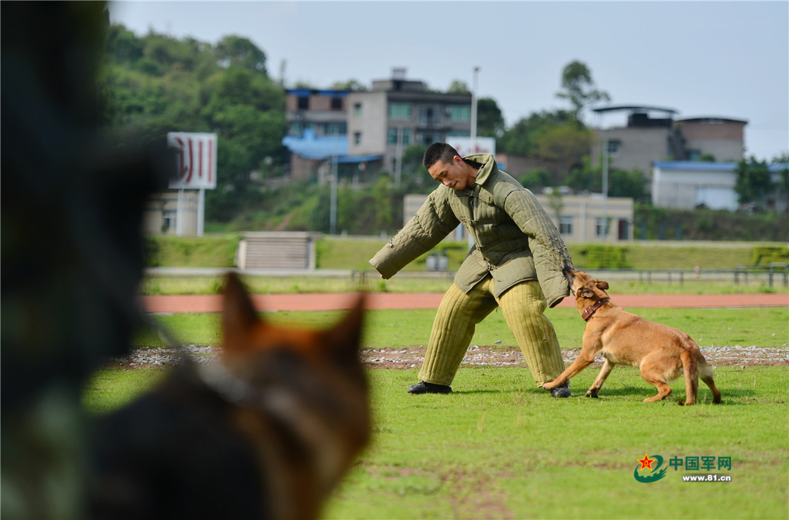 4月29日,武警重庆总队七支队训犬员带领警犬进行扑咬训练.